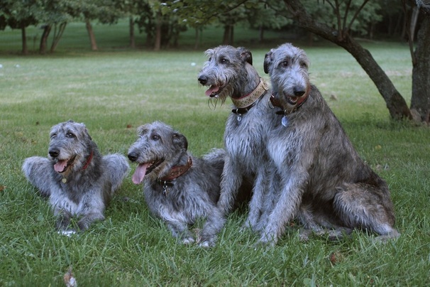 Ierne Irish Wolfhounds - Home